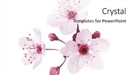  Presentation with pink flowers - Audience pleasing slide set consisting of flourish - blossoming pink flowers and buds backdrop and a white colored foreground