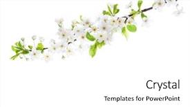  Presentation with plum blossom - Audience pleasing PPT theme consisting of flourish - branch in blossom isolated backdrop and a white colored foreground