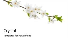  Presentation with plum blossom - Slide deck with flourish - branch in blossom isolated background and a white colored foreground