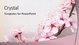  Presentation with wooden - Presentation theme having flourish - branches of blossom plums background and a white colored foreground
