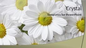  Presentation with chamomile - Theme having flourish - chamomile background background and a light gray colored foreground