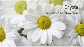  Presentation with chamomile - Amazing theme having flourish - chamomile background backdrop and a soft green colored foreground