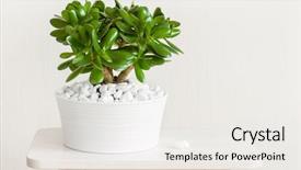  Presentation with money tree - PPT theme with flourish - houseplant crassula ovata jade plant background and a sky blue colored foreground