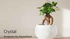  Presentation with ginseng - Slide deck consisting of flourish - houseplant ficus microcarpa ginseng background and a soft green colored foreground