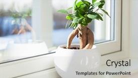  Presentation with ginseng - PPT layouts having flourish - houseplant ficus microcarpa ginseng background and a light gray colored foreground