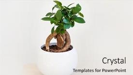  Presentation with ginseng - Audience pleasing presentation theme consisting of flourish - houseplant ficus microcarpa ginseng backdrop and a sky blue colored foreground