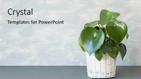  Presentation with biodegradable pot - PPT theme having flourish - houseplant peperomia in white pot background and a light gray colored foreground