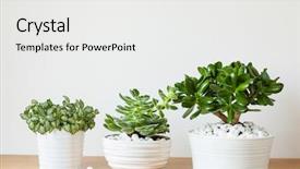  Presentation with ceiling designs abstract architecture white - Presentation design consisting of flourish - houseplants fittonia albivenis crassula ovata background and a white colored foreground