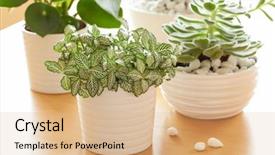  Presentation with white - Cool new PPT theme with flourish - houseplants fittonia albivenis peperomia crassula backdrop and a coral colored foreground