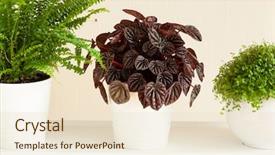  Presentation with white pom pom pom pom - Presentation design consisting of flourish - houseplants nephrolepis peperomia caperata soleirolia background and a lemonade colored foreground