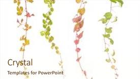  Presentation with ivy - Presentation theme with flourish - ivy leaves isolated background and a cream colored foreground