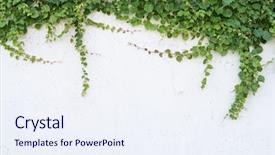  Presentation with ivy - PPT theme having flourish - ivy leaves isolated background and a sky blue colored foreground