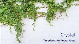  Presentation with ivy - Colorful presentation design enhanced with flourish - ivy leaves isolated backdrop and a sky blue colored foreground