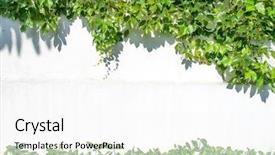  Presentation with ivy - Cool new presentation theme with flourish - ivy leaves isolated backdrop and a white colored foreground