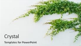  Presentation with ivy - Beautiful slide deck featuring flourish - ivy leaves isolated backdrop and a white colored foreground