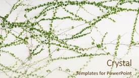  Presentation with ivy - Amazing presentation having flourish - ivy leaves isolated backdrop and a cream colored foreground