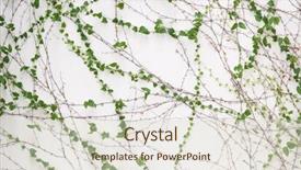  Presentation with ivy - Colorful presentation theme enhanced with flourish - ivy leaves isolated backdrop and a lemonade colored foreground