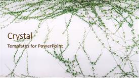  Presentation with ivy - PPT theme consisting of flourish - ivy leaves isolated background and a sky blue colored foreground