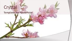  Presentation with cherry blossom - Slide deck having flourish - peach flower sakura cherry blossom background and a lemonade colored foreground