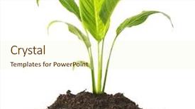  Presentation with growing tree - Audience pleasing presentation design consisting of flourish - plant tree growing seedling backdrop and a cream colored foreground