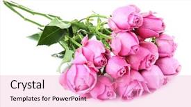  Presentation with pink and white roses country - Cool new presentation theme with flourish wedding - bouquet of fresh roses isolated backdrop and a  colored foreground