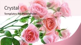  Presentation with roses - Theme featuring flourish wedding - bouquet of fresh roses isolated background and a lemonade colored foreground