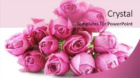  Presentation with pink and white roses country - Presentation theme enhanced with flourish wedding - bouquet of fresh roses isolated background and a  colored foreground