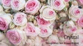  Presentation with singled green pink rose - Presentation design featuring flourish wedding - pink roses background retro filter background and a mint green colored foreground