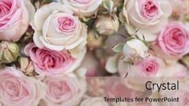  Presentation with pink roses - Slide set enhanced with flourish wedding - pink roses background retro filter background and a coral colored foreground