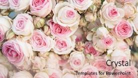  Presentation with pink roses - Beautiful slide set featuring flourish wedding - pink roses background retro filter backdrop and a lemonade colored foreground