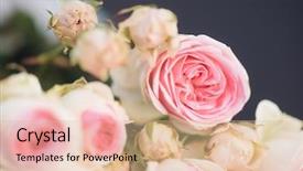  Presentation with pink roses - Audience pleasing presentation design consisting of flourish wedding - pink roses background retro filter backdrop and a lemonade colored foreground