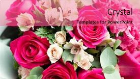 Presentation with pink wedding - Slide set consisting of flourish wedding - pink roses background and a coral colored foreground