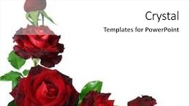  Presentation with wedding roses - PPT theme enhanced with sunlight near forest river sides background and a  colored foreground.