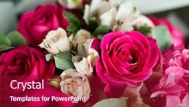 Presentation with red roses rose garden - PPT theme with flourish wedding - soft color roses background and a crimson colored foreground