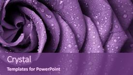  Presentation with rose flower - Theme enhanced with flower - close up of violet rose background and a violet colored foreground