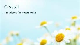  Presentation with purple morning fall - Colorful slide deck enhanced with flower - daisies in the morning backdrop and a cool aqua colored foreground