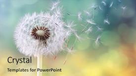  Presentation with dandelion - Audience pleasing presentation theme consisting of flower - dandelion seeds in the sunlight backdrop and a blonde colored foreground