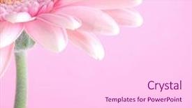  Presentation with daisy - Presentation having flower - gerber daisy pink colour background and a white colored foreground