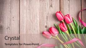  Presentation with tulips - Slides consisting of flower - pink tulips with a bow background and a coral colored foreground