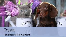  Presentation with fold - Audience pleasing slide set consisting of flower - puppy dachshund and kitten scottish backdrop and a light blue colored foreground