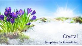  Presentation with purple spring - Cool new slide deck with flower - purple crocuses growing backdrop and a sky blue colored foreground