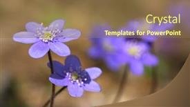  Presentation with snowdrop - Cool new PPT layouts with flower-a-snowdrop backdrop and a tawny brown colored foreground