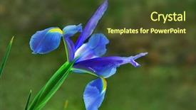  Presentation with iris flower - Beautiful presentation featuring flower an iris backdrop and a tawny brown colored foreground