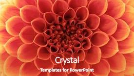  Presentation with flower - Colorful presentation design enhanced with flower and beautiful petals backdrop and a crimson colored foreground