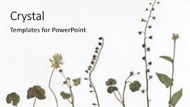  Presentation with scan paper - Theme having flower and grass herbarium paper background and a white colored foreground