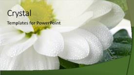  Presentation with dew drop - Audience pleasing presentation theme consisting of flower and leaves dew and drop backdrop and a soft green colored foreground