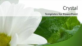  Presentation with dew drop - Presentation theme enhanced with flower and leaves dew and drop background and a white colored foreground