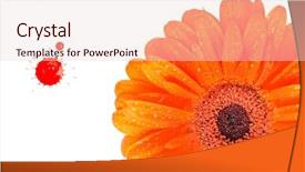  Presentation with red and white abstract - Presentation theme enhanced with flower and red drop isolated background and a  colored foreground