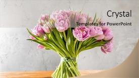  Presentation with pink maroon - Slides with flower arrangement - fresh pink tulips background and a light gray colored foreground