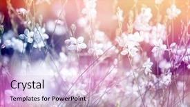  Presentation with flower - Slides consisting of flower background beautiful flowers made background and a lemonade colored foreground